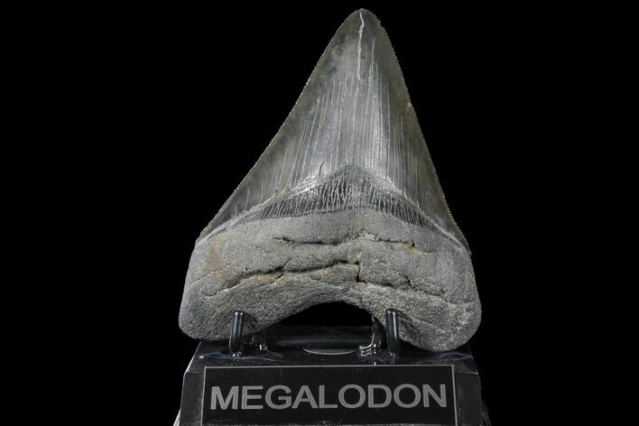 Serrated, Fossil Megalodon Tooth - Beautiful Meg Tooth #126052